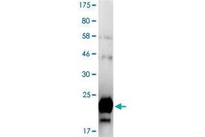 Western Blotting (WB) image for Tumor Necrosis Factor (Ligand) Superfamily, Member 12 (TNFSF12) (AA 106-249) protein (His-DYKDDDDK-Strep II Tag) (ABIN4369884)