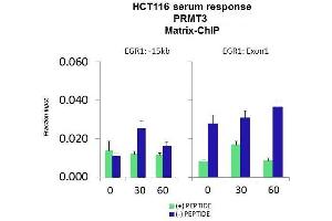 Quiescent human colon carcinoma HCT116 cultures were treated with 10% FBS for three time points (0, 15, 30min) or (0, 30, 60min) were used in Matrix-ChIP and real-time PCR assays at EGR1 gene (Exon1) and 15kb upstream site.