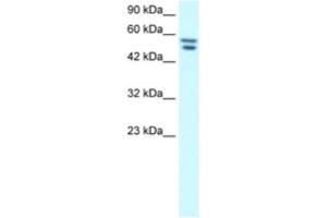 Western Blotting (WB) image for anti-Zinc Finger Protein 768 (ZNF768) antibody (ABIN2460756) (ZNF768 anticorps)