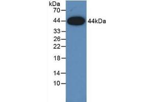 Detection of Recombinant AREG, Human using Monoclonal Antibody to Amphiregulin (AREG)