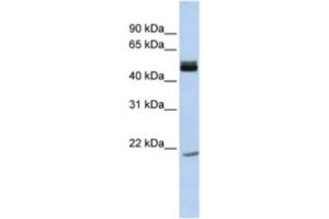 Western Blotting (WB) image for anti-Basic Helix-Loop-Helix Family, Member E40 (BHLHE40) antibody (ABIN2460849) (BHLHE40 anticorps)
