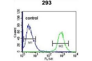 Flow cytometric analysis of 293 cells using OGN Antibody (C-term) Cat. (OGN anticorps  (C-Term))