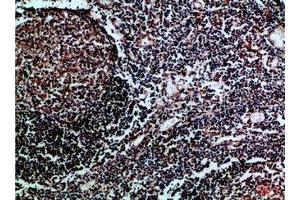Immunohistochemical analysis of paraffin-embedded Human-tonsil, antibody was diluted at 1:100 (HLA-DMB anticorps  (AA 40-100))