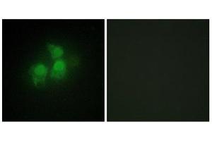 Immunofluorescence (IF) image for anti-Inositol 1,3,4,5,6-Pentakisphosphate 2-Kinase (IPPK) (N-Term) antibody (ABIN1849982) (IPPK anticorps  (N-Term))