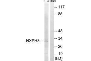 Western blot analysis of extracts from HT-29 cells, using NXPH3 antibody. (NXPH3 anticorps  (Internal Region))