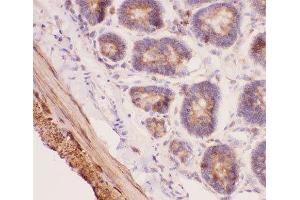 IHC-P: ANG2 antibody testing of rat intestine tissue (ANG2 anticorps  (AA 19-348))