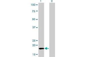 Western Blot analysis of POLR2H expression in transfected 293T cell line by POLR2H monoclonal antibody (M01), clone 3G6-1A4. (POLR2H anticorps  (AA 1-150))