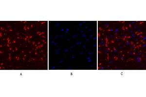 Immunofluorescence analysis of mouse heart tissue. (Connexin 43/GJA1 anticorps  (AA 310-390))