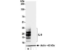 Western Blotting (WB) image for anti-Interleukin 9 (IL9) (AA 19-144) antibody (ABIN7795752) (Recombinant IL-9 anticorps  (AA 19-144))