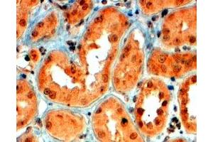 ABIN2559863 (4µg/ml) staining of paraffin embedded Human Kidney. (SEMA5A anticorps  (Internal Region))