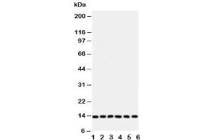 Western blot testing of Glutaredoxin 2 antibody and Lane 1:  rat testis (Glutaredoxin 2 anticorps  (Middle Region))