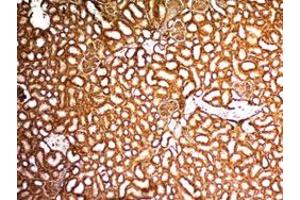 Immunohistochemical staining (Formalin-fixed paraffin-embedded sections) of mouse kidney with WT1 monoclonal antibody, clone WT1/857 .