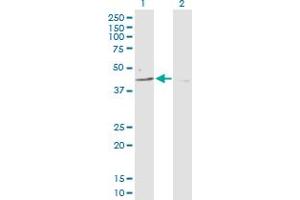 Western Blot analysis of PARD6B expression in transfected 293T cell line by PARD6B MaxPab polyclonal antibody. (PARD6B anticorps  (AA 1-372))