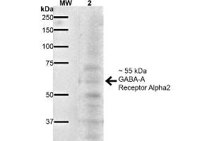 Western Blot analysis of Mouse Brain showing detection of ~55 kDa GABA A Receptor Alpha 2 protein using Mouse Anti-GABA A Receptor Alpha 2 Monoclonal Antibody, Clone S399-19 . (GABRA1 anticorps  (AA 350-385) (Biotin))