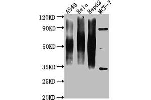 Western Blot Positive WB detected in: A549 whole cell lysate, Hela whole cell lysate, HepG2 whole cell lysate, MCF-7 whole cell lysate All lanes CD63 antibody at 1:1000 Secondary Goat polyclonal to mouse IgG at 1/50000 dilution Predicted band size: 30-120 KD KDa Observed band size: 30-120 KD KDa Exposure time:1 min (CD63 anticorps  (AA 103-203))