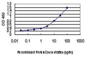 Detection limit for recombinant GST tagged IRF4 is approximately 0. (IRF4 anticorps  (AA 342-451))