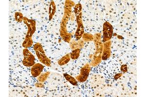 GPX8 Antibody at 1/100 staining Rat kidney tissue by IHC-P. (GPX8 anticorps  (Internal Region))