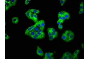 Immunofluorescence staining of HepG2 cells with ABIN7168797 at 1:100, counter-stained with DAPI. (SEMA4B anticorps  (AA 163-253))