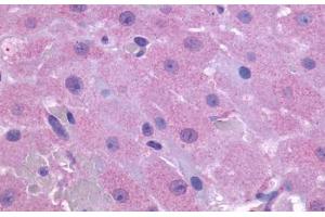 Anti-PTGFR antibody  ABIN1049263 IHC staining of human ovary. (PTGFR anticorps  (Extracellular Domain))