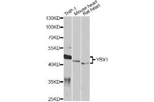 Western blot analysis of extracts of various cell lines, using YBX1 antibody. (YBX1 anticorps)