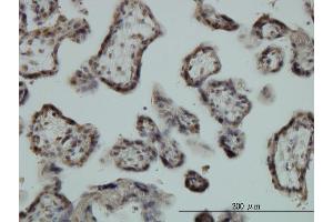 Immunoperoxidase of monoclonal antibody to EGR1 on formalin-fixed paraffin-embedded human placenta.