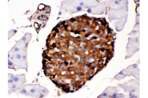 Anti- Prealbumin Picoband antibody,IHC(P) IHC(P): Mouse Pancreas Tissue (TTR anticorps  (AA 21-147))
