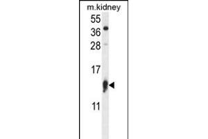 RPS12 Antibody (N-term) (ABIN656891 and ABIN2846090) western blot analysis in mouse kidney tissue lysates (35 μg/lane).