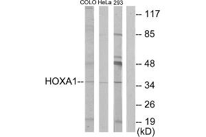 Western blot analysis of extracts from COLO cells, HeLa/ cells and 293 cells, using HOXA1 antibody. (HOXA1 anticorps  (Internal Region))