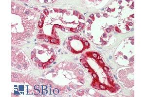 ABIN768592 (5µg/ml) staining of paraffin embedded Human Kidney. (BOK anticorps  (Internal Region))