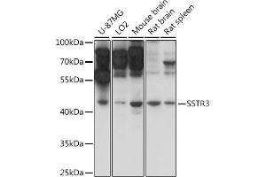 Western blot analysis of extracts of various cell lines, using SSTR3 antibody (ABIN7270494) at 1:1000 dilution.