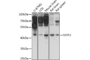 Western blot analysis of extracts of various cell lines, using SSTR3 antibody (ABIN7270494) at 1:1000 dilution. (SSTR3 anticorps  (AA 250-350))