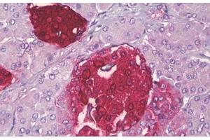 Anti-SST / Somatostatin antibody IHC staining of human pancreas, islets of Langerhans.