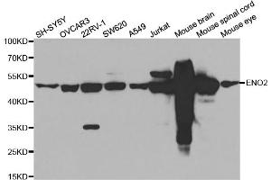 Western blot analysis of extracts of various cell lines, using ENO2 antibody (ABIN5971596) at 1/500 dilution. (ENO2/NSE anticorps)