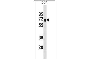 PRR14 Antibody (C-term) (ABIN1881689 and ABIN2838632) western blot analysis in 293 cell line lysates (35 μg/lane). (PRR14 anticorps  (C-Term))