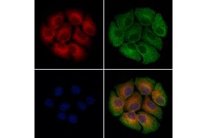 ABIN7094556 and ABIN7098605 staining Hela cells by IF/ICC. (PF4 anticorps  (Internal Region))