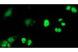 Immunofluorescence (IF) image for anti-Chromosome 20 Open Reading Frame 43 (C20orf43) antibody (ABIN1497038) (C20orf43 anticorps)