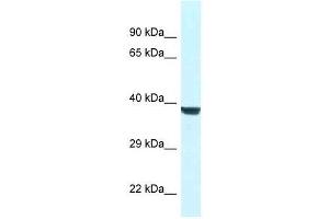 Western Blot showing Wdr45l antibody used at a concentration of 1.