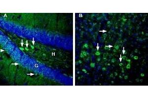 Expression of GPR83 in mouse hippocampus and cortex - Immunohistochemical staining of perfusion-fixed frozen mouse brain sections with Anti-GPR83 (extracellular) Antibody (ABIN7043174, ABIN7044445 and ABIN7044446), (1:3000), followed by goat anti-rabbit-AlexaFluor-488. (GPR83 anticorps  (Extracellular))
