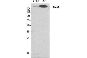 Western Blot (WB) analysis of specific cells using Laminin alpha-4 Polyclonal Antibody. (LAMa4 anticorps  (Internal Region))