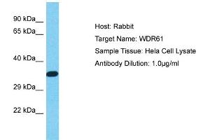 Host: Rabbit Target Name: WDR61 Sample Type: Hela Whole cell lysates Antibody Dilution: 1. (WDR61 anticorps  (N-Term))