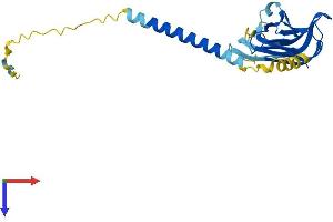 AlphaFold protein structure predicition of Mouse Recombinant Tnfsf14 Protein, UniprotID Q9QYH9