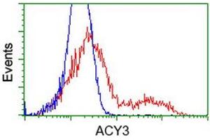 HEK293T cells transfected with either RC202287 overexpress plasmid (Red) or empty vector control plasmid (Blue) were immunostained by anti-ACY3 antibody (ABIN2454220), and then analyzed by flow cytometry. (Aminoacylase 3 anticorps)