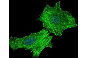 Immunofluorescence analysis of Hela cells using ASS1 mouse mAb (green).