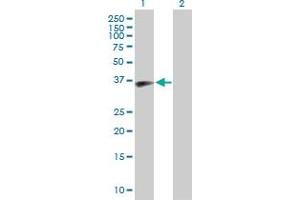 Western Blot analysis of MOAP1 expression in transfected 293T cell line by MOAP1 MaxPab polyclonal antibody. (MOAP1 anticorps  (AA 1-351))