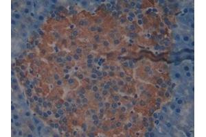 Detection of MRP1 in Mouse Pancreas Tissue using Polyclonal Antibody to Multidrug Resistance Associated Protein 1 (MRP1)