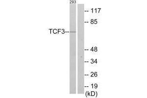 Western blot analysis of extracts from 293 cells, using TCF3 antibody.