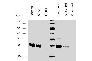 Western blotting analysis of human BCL2 using mouse monoclonal antibody Bcl-2/100 on lysates of Jurkat and Raji cells, and 3T3 cells (negative control) under reducing and non-reducing conditions. (Bcl-2 anticorps  (AA 41-54))