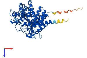 AlphaFold protein structure predicition of Human Recombinant RENBP Protein, UniprotID P51606
