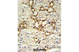 BSND Antibody (C-term) IHC analysis in formalin fixed and paraffin embedded mouse kidney tissue followed by peroxidase conjugation of the secondary antibody and DAB staining.