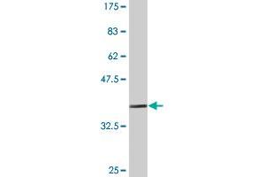 Western Blot detection against Immunogen (36.